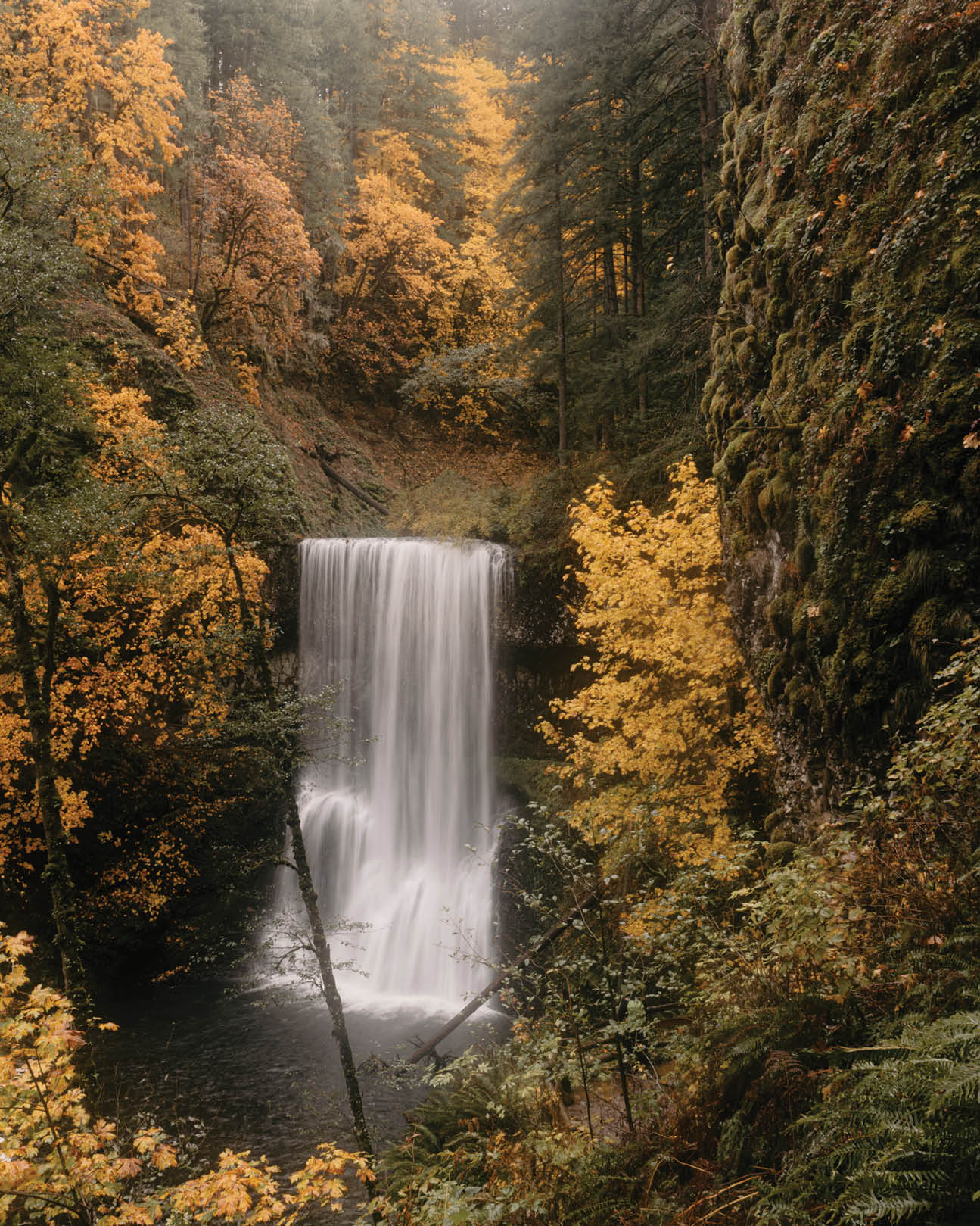 Silky flowing waterfall in Oregon’s autumn woodland forest