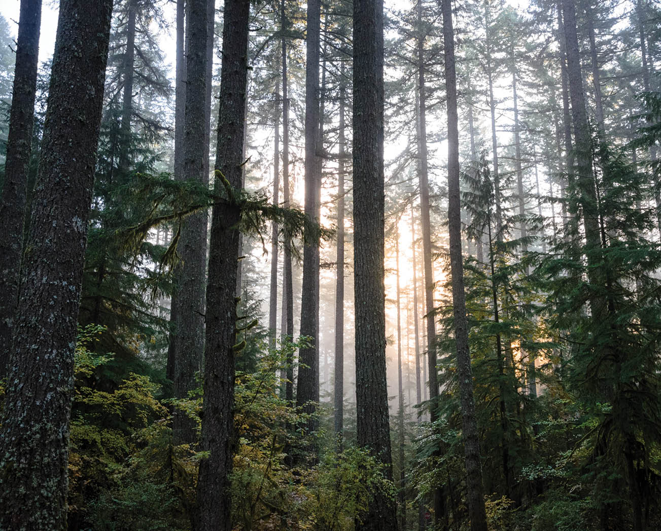 Silver Falls State Park