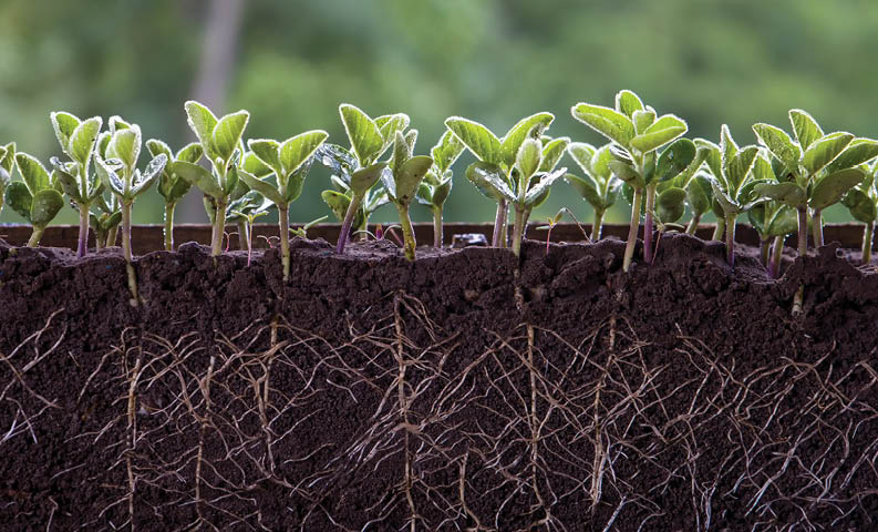 Fresh green soybean plants with roots