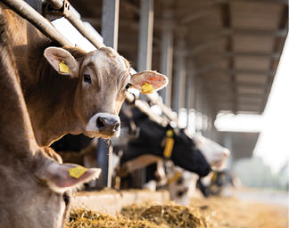 Curious cow looking to the camera at cattle farm.