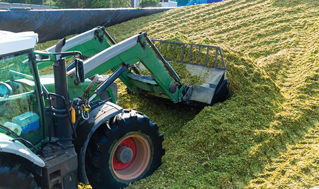 Production of fodder in agricultural complex. Tractor delving pile of shredded maize.