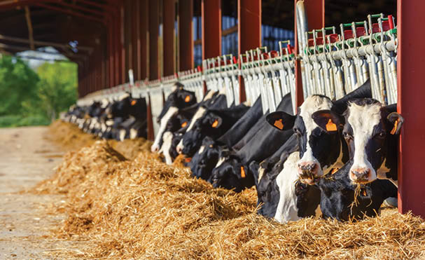 Lot of Holstein Cow eating in a milk production farm