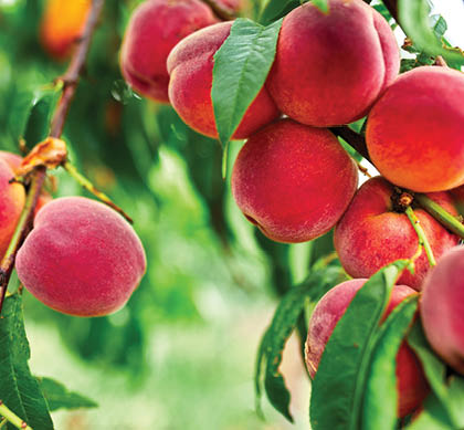 Sweet peach fruits growing on a peach tree branch, peach tree with fruits growing in the garden, harvest.
