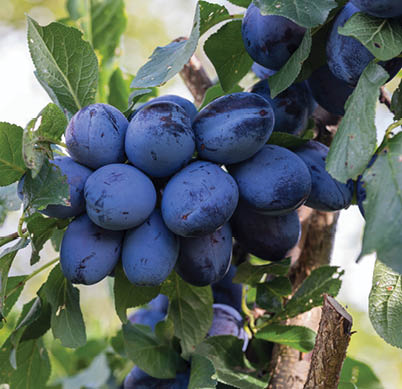Tree Branch Full of Plums in the summer garden, autumn fruit harvesting, Europe, Czech Republic