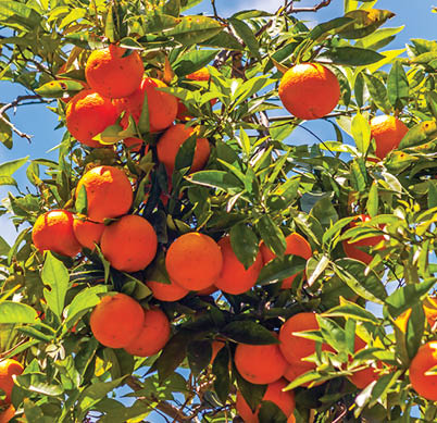Orange tree with fruits in sunny day.