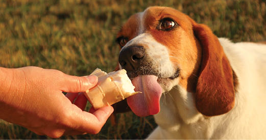 Dog licking vanilla cone. Family, pet, animal and people concept. Selective focus of woman hand give a dog licking ice cream.
