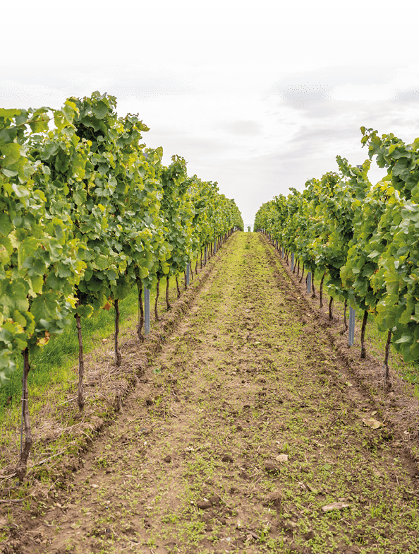 Vine plants growing in a row end of september at harvest season, planted on a vineyard in Mainz, Zornheim, Germany, view from valley