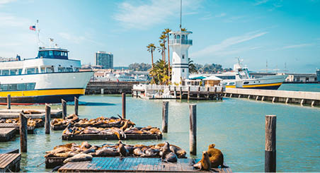 Beautiful view of historic Pier 39 with famous sea lions in summer, Fisherman's Wharf district, central San Francisco, California, USA