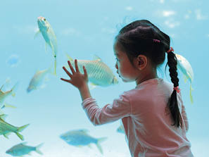 Kid girl looking fishes in aquarium tank.