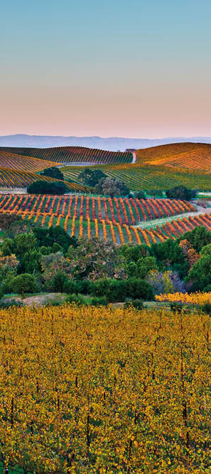 I really wish there would have been some, well ANY really, clouds to pick up some of the nice “last light" of evening, the hazy smog in the distance will have to do. It's really hard to find a spot that isn't private property to shoot from in or around Napa, so I gave up trying.  No one seemed to mind.