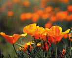 Nature and Orange Flowers