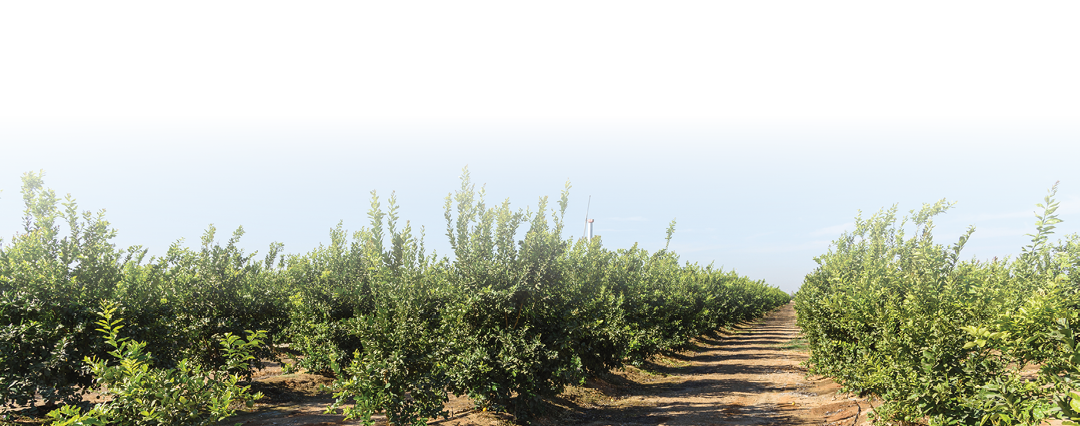 Rows of orange trees under blue sky in autumn. A wind water pump is visible in background. Visalia, CA, USA.