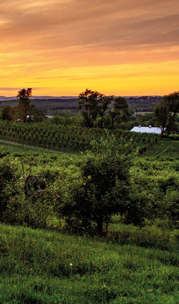 Warwick, NY - USA - June 2, 2018 Horizontal view of an orchard in the Warwick Valley during sunset.