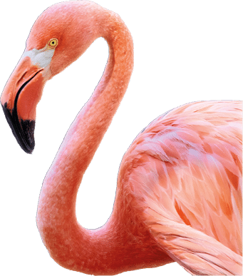 The Caribbean flamingo (Phoenicopterus ruber) is a species of bird from the flamingidae family. Caribbean flamingo in artificial habitat. Flamingos are a type of wading bird in the family Phoenicopteridae, the only bird family in the order Phoenicopteriformes. Four flamingo species are distributed throughout the Americas, including the Caribbean, and two species are native to Africa, Asia, and Europe.