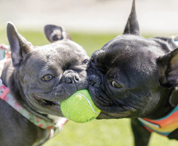 Off-leash dog park in Northern California.