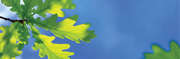 Spring landscape, banner - view of the oak leaves on the branch in the deciduous forest on a sunny day against the sky, close-up with space for text