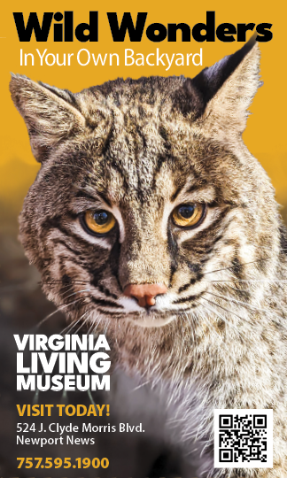 A cat with yellow eyes and a white whisker. Description generated by AI