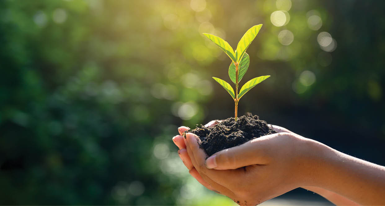 In the hands of trees growing seedlings. Bokeh green Background Female hand holding tree on nature field grass Forest conservation concept