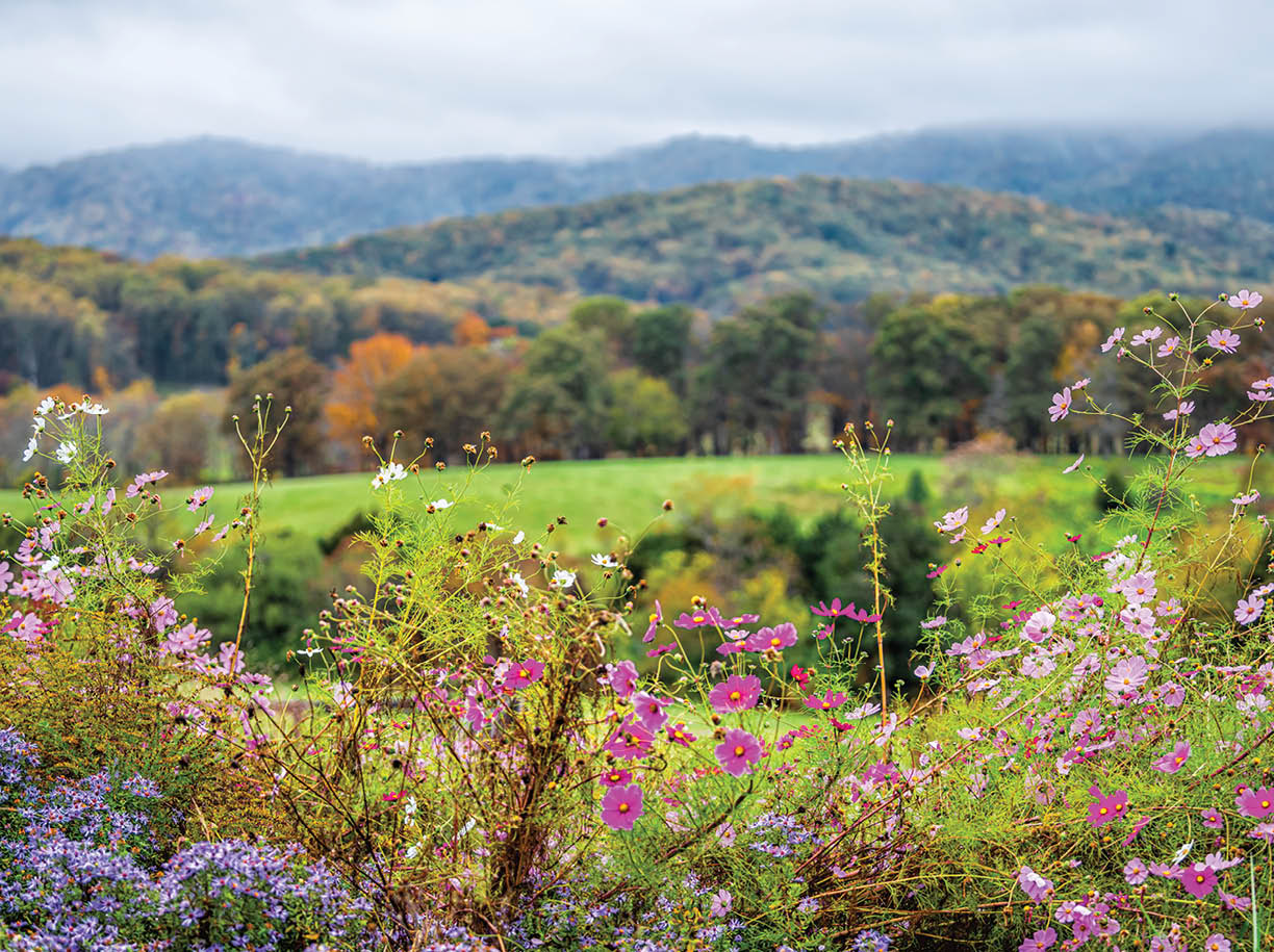 Autumn fall season rural countryside with foreground of many colorful beautiful flowers at winery vineyard in blue ridge mountains of Virginia with sky and rolling hills