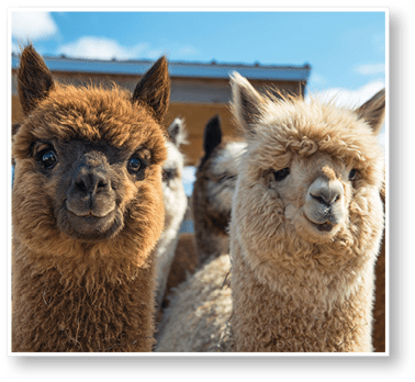 Alpacas looking at camera. They are very curious!