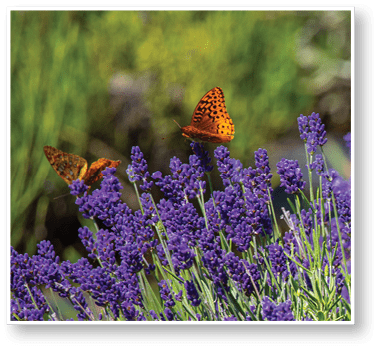 Butterfly in the lavender field