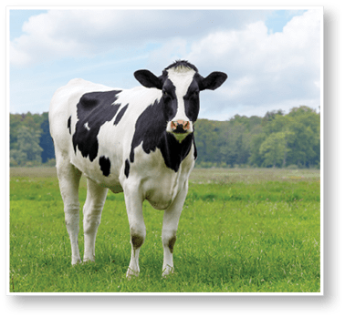 single Dutch, heifer cow in a field looking, copy space