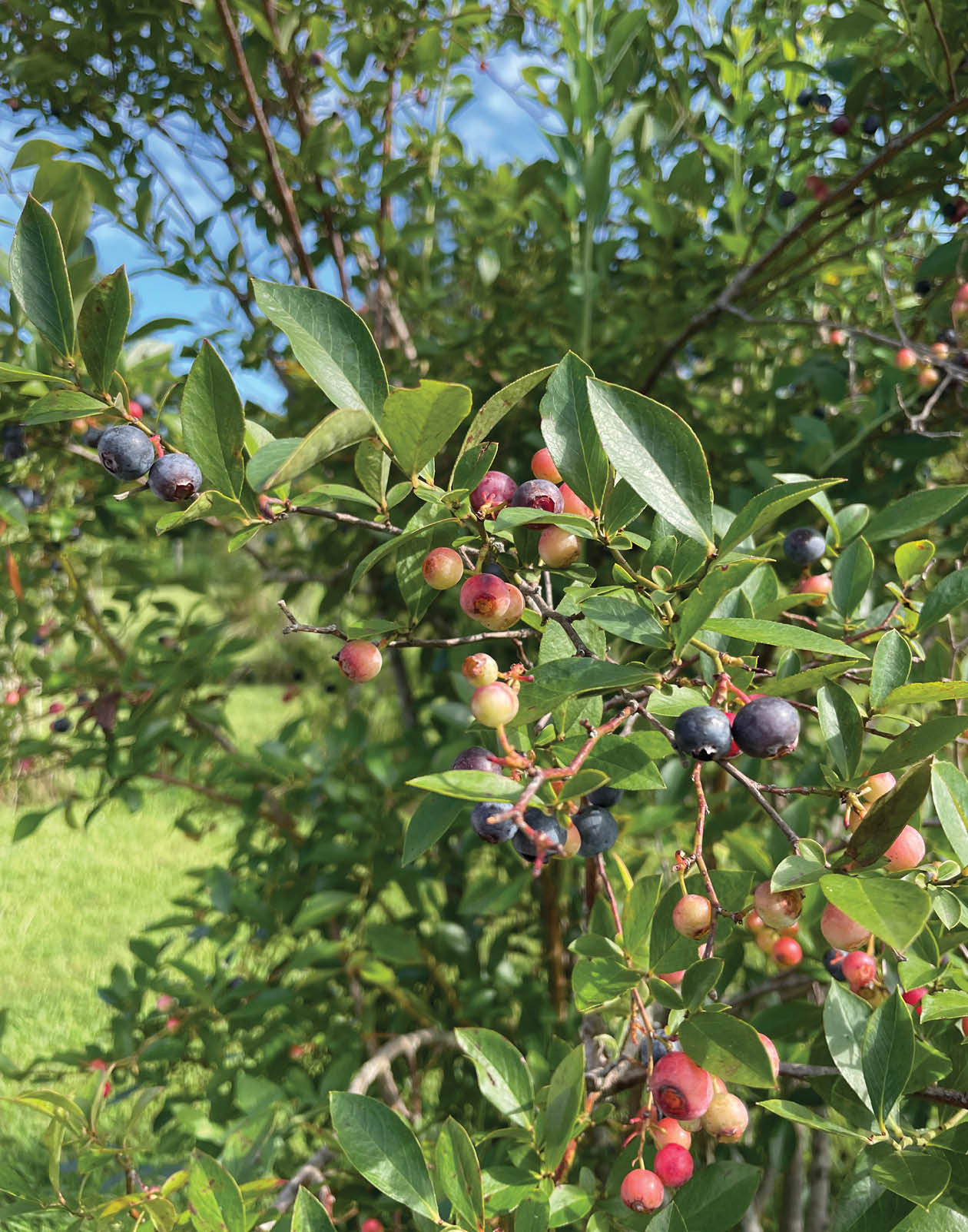 A tree filled with green leaves and purple berries. AI generated content