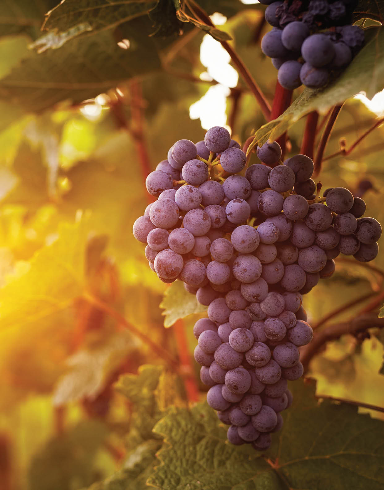 Vineyards at sunset in autumn harvest. Toned