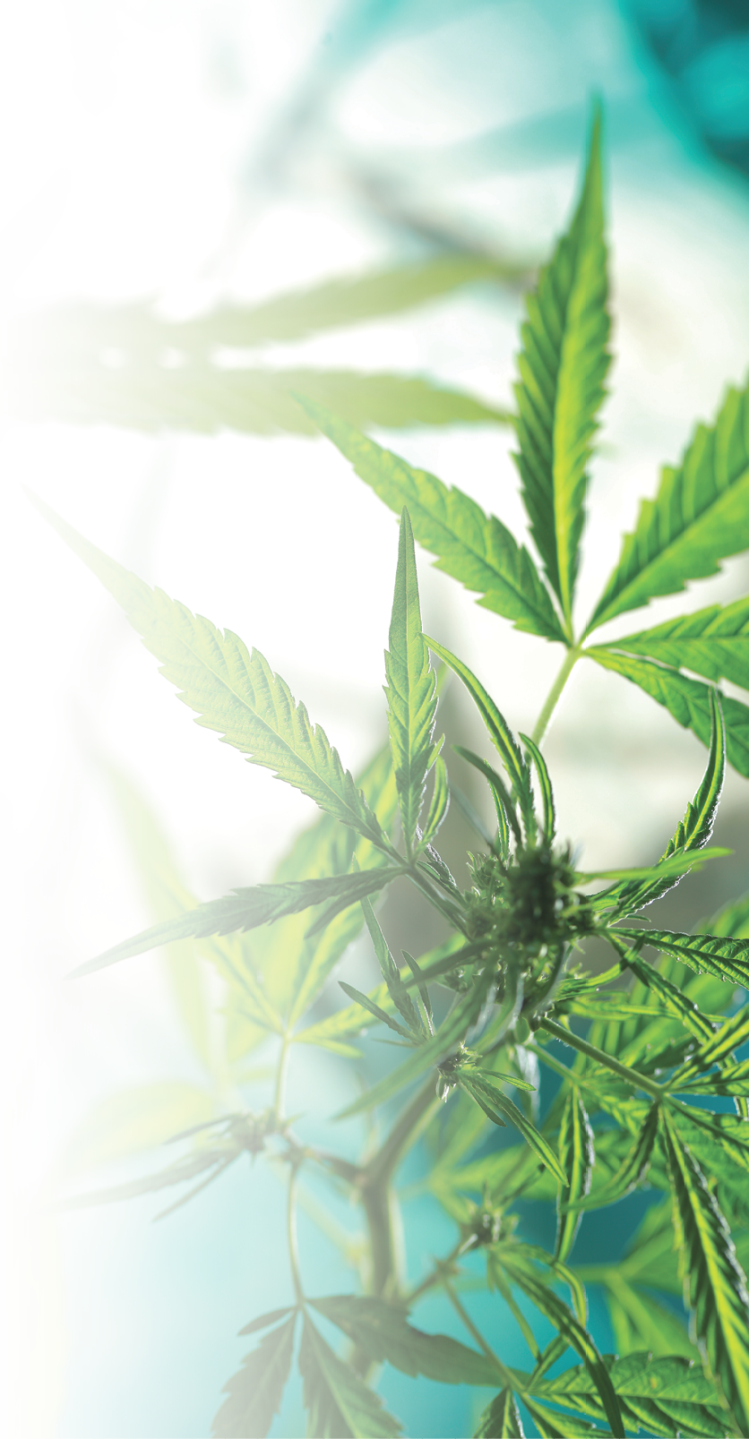 Cannabis on the background of the globe