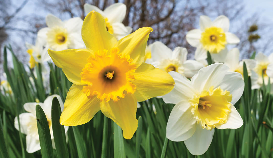 The spring with its daffodil plants