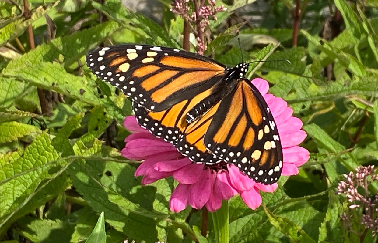 A butterfly is perched on a pink flower. Description generated by AI